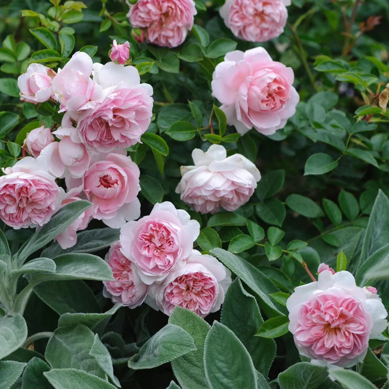 David Austin Wildeve Rose
