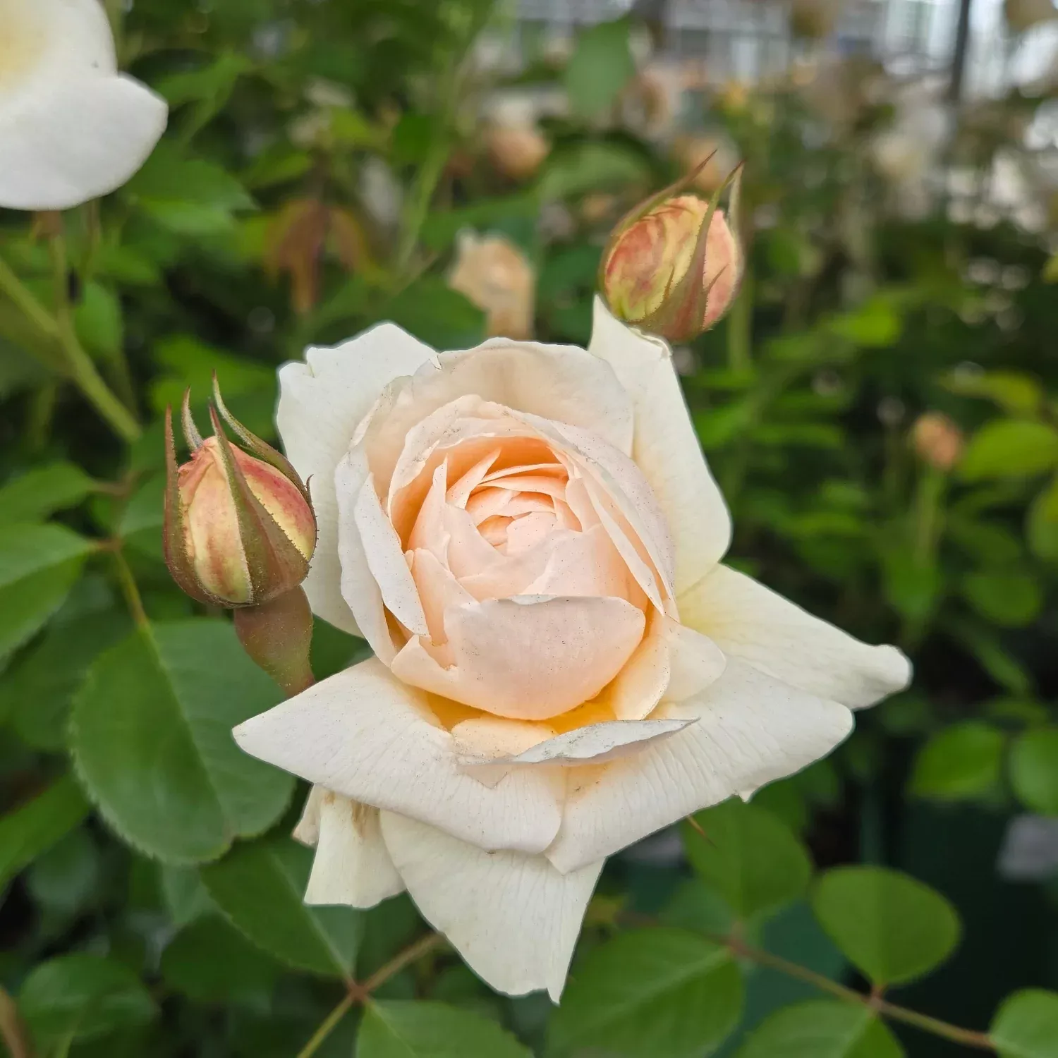 David Austin Windemere English Rose