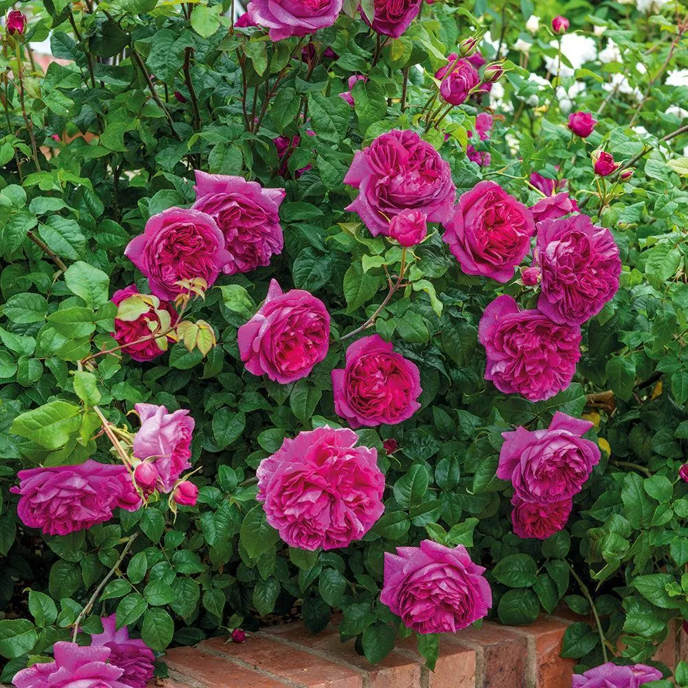 David Austin Young Lycidas Rose