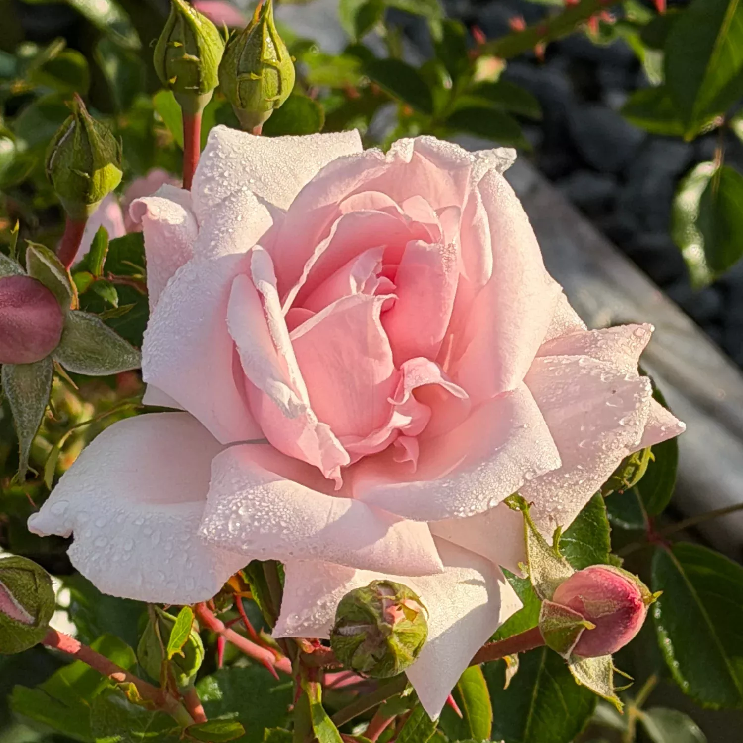 David AustinScepter d'Isle English Rose