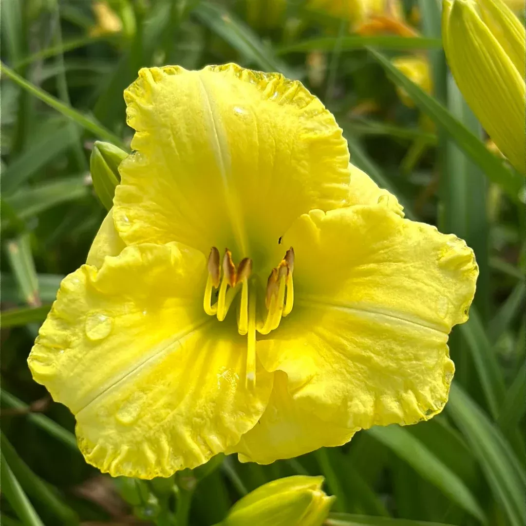 DAYLILY Montego Melon GD #3