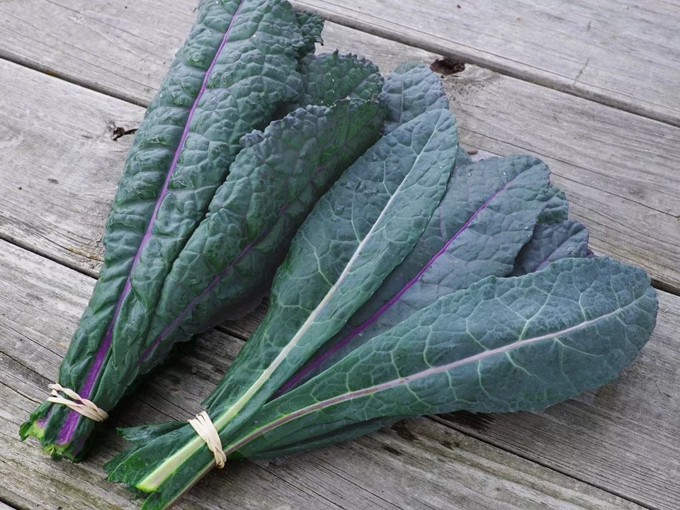 Dazzling Blue Organic Kale Seeds