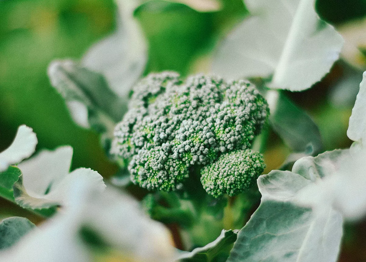 De Cicco Organic Broccoli Seeds