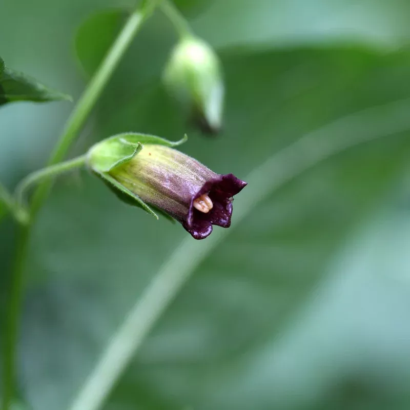 Deadly Nightshade 'Belladonna' Seeds (Atropa belladonna) Historic and mysterious with deep purple berries; sacred plant with cautionary medicinal legacy