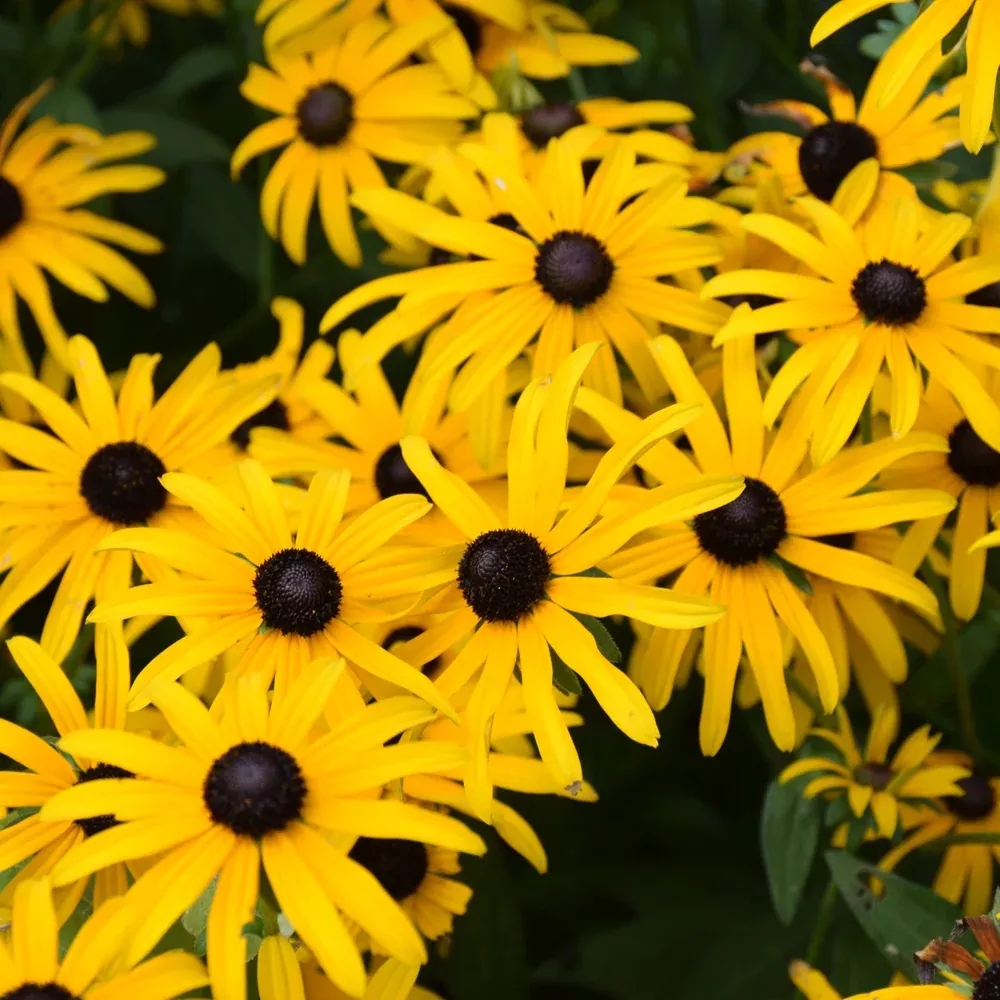 Deam's Coneflower