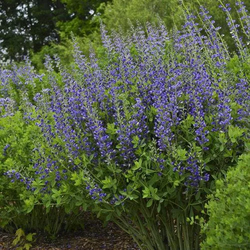 Decadence Blueberry Sundae False Indigo