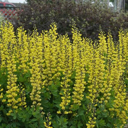 Decadence Lemon Meringue Baptisia