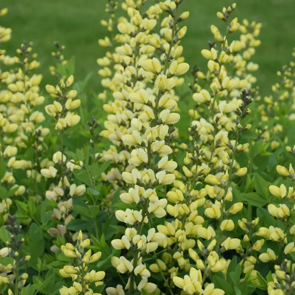 Decadence Lemon Meringue False Indigo