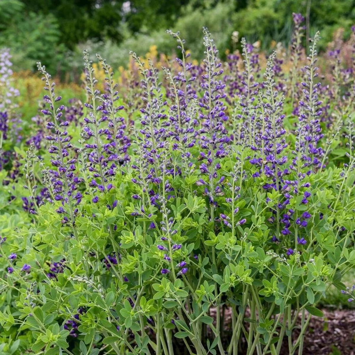 Decadence Periwinkle Popsicle False Indigo