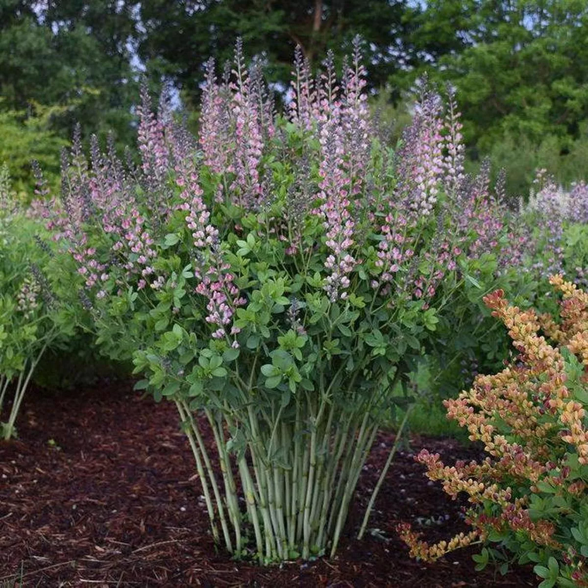 Decadence Pink Truffles False Indigo