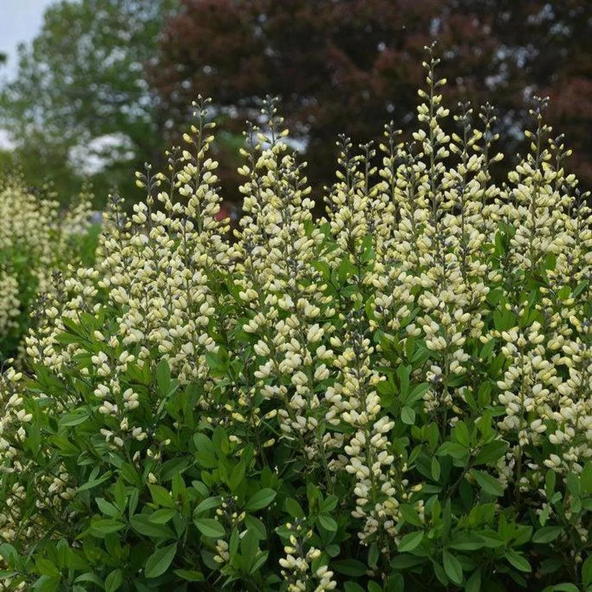 Decadence Vanilla Cream False Indigo
