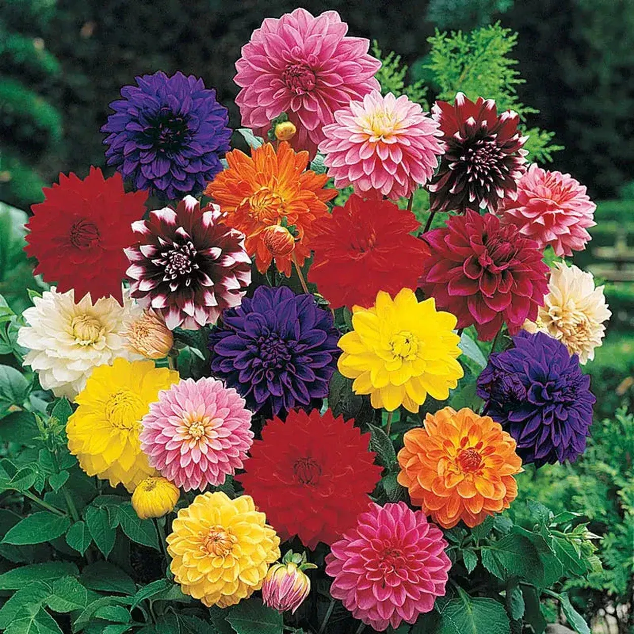 Decorative Dahlia Mixture Super Sak