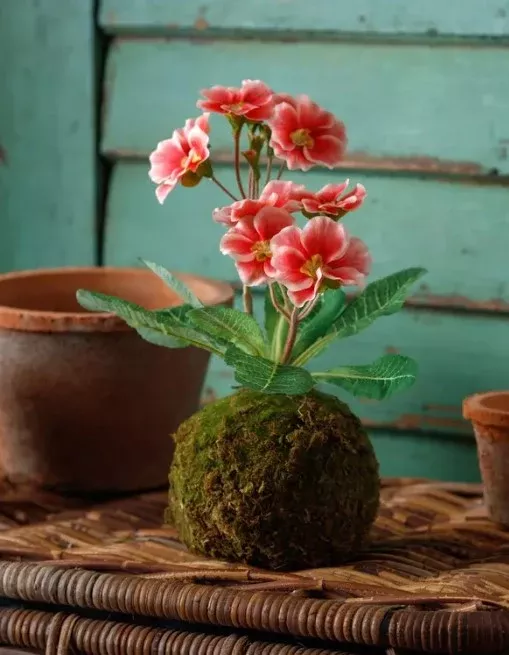 Decorative Flora in Moss Ball