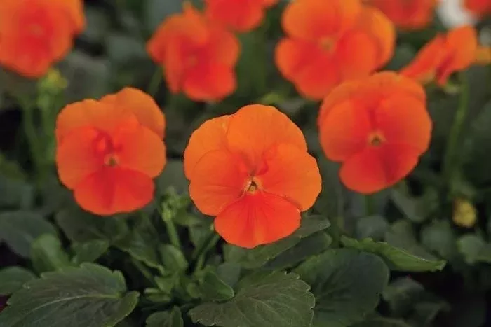 Deep Orange Sorbet Viola Seeds, Violaceae Halloween VL1025