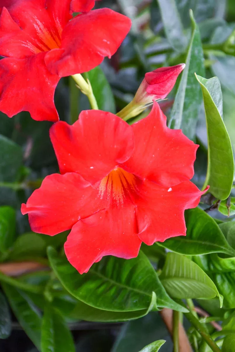 Deep Red Mandevilla