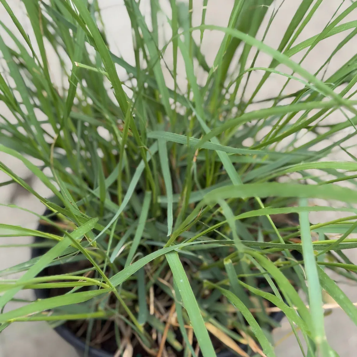 Deer Grass