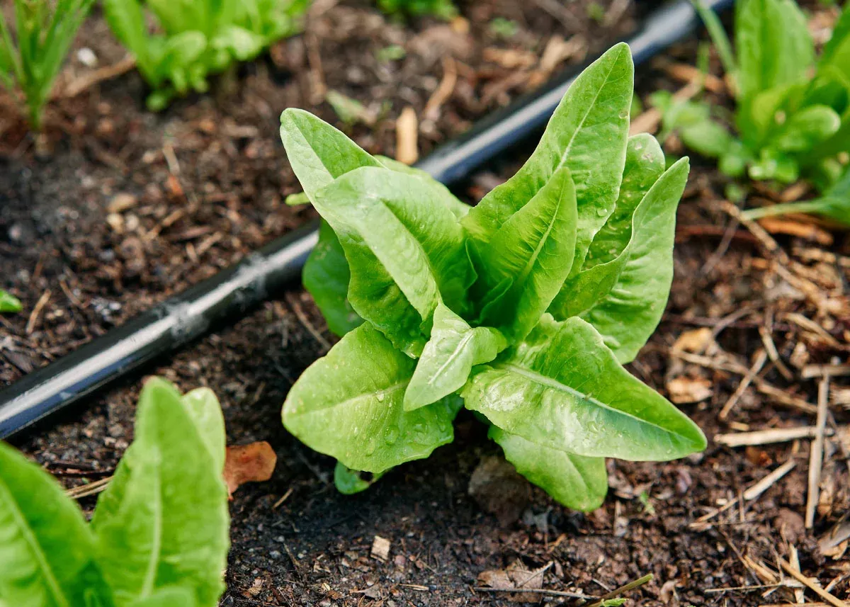 Deer Tongue - Lettuce Seeds