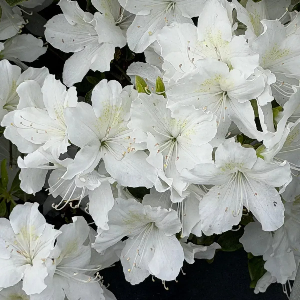 Delaware Valley White Azalea