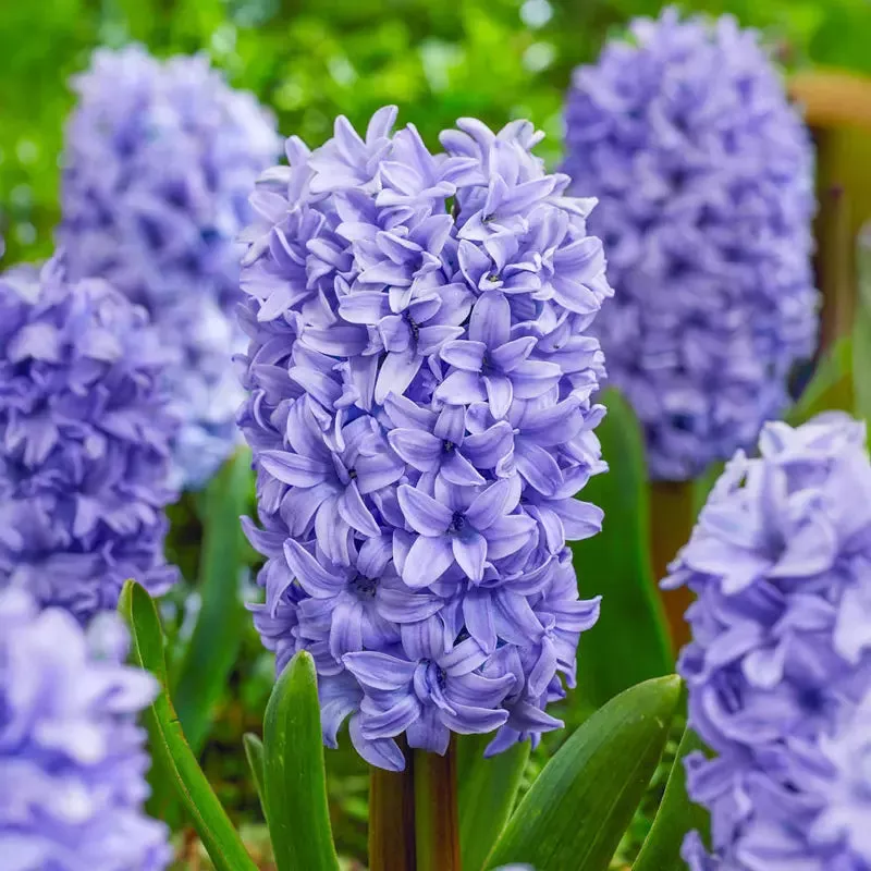Delft Blue Hyacinth