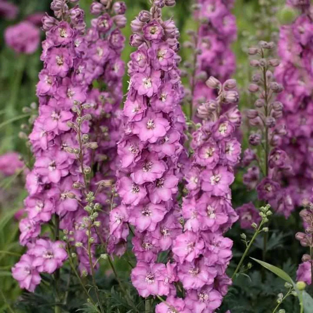 Delgenius Chantay Delphinium