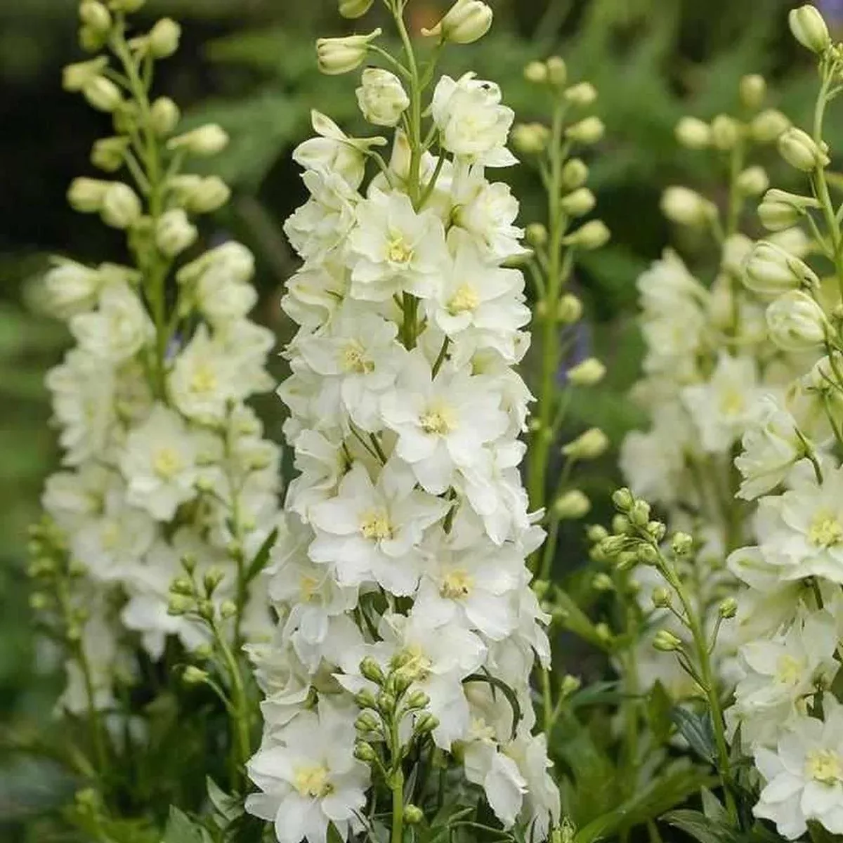 Delgenius Neva Delphinium