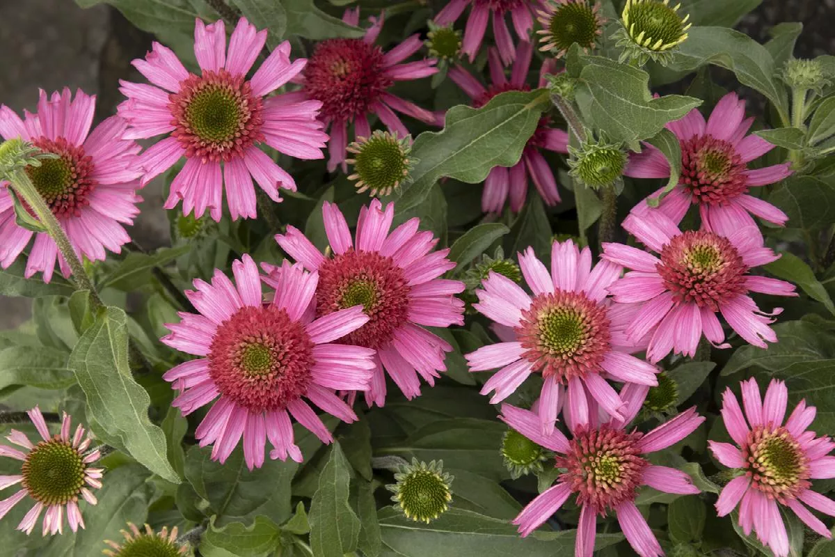 Delicious Candy Coneflower