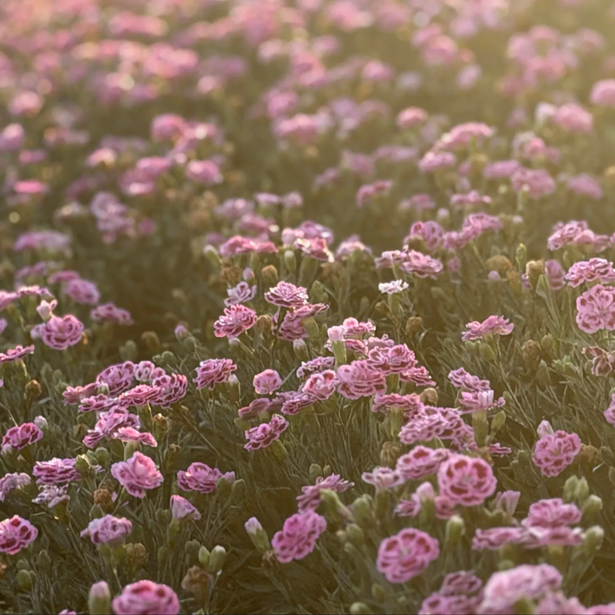 Delilah™ Bicolor Purple Carnation Pinks
