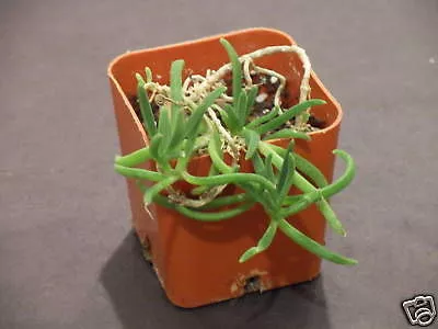 Delosperma Bosseranum (Ice Plant) Mesembryanthemum Seeds