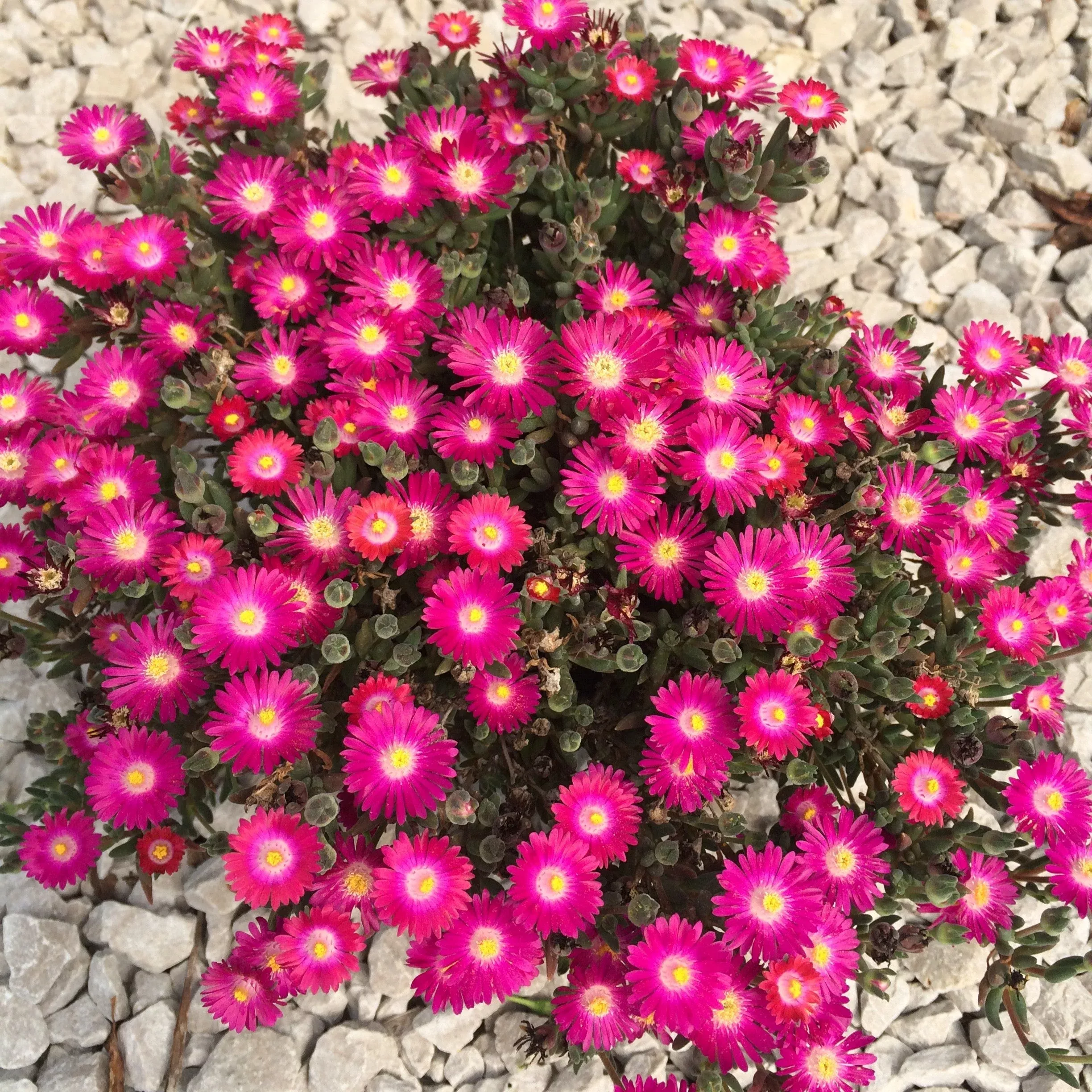 Delosperma cooperi 'DSAM13-1'- Jewel of Desert Amethyst Ice Plant