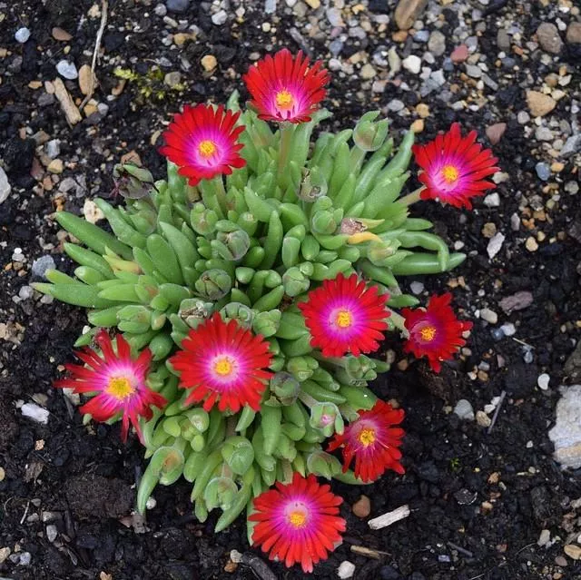 Delosperma cooperi 'Jewel of Desert Garnet'- Jewel of Desert Garnet Ice Plant
