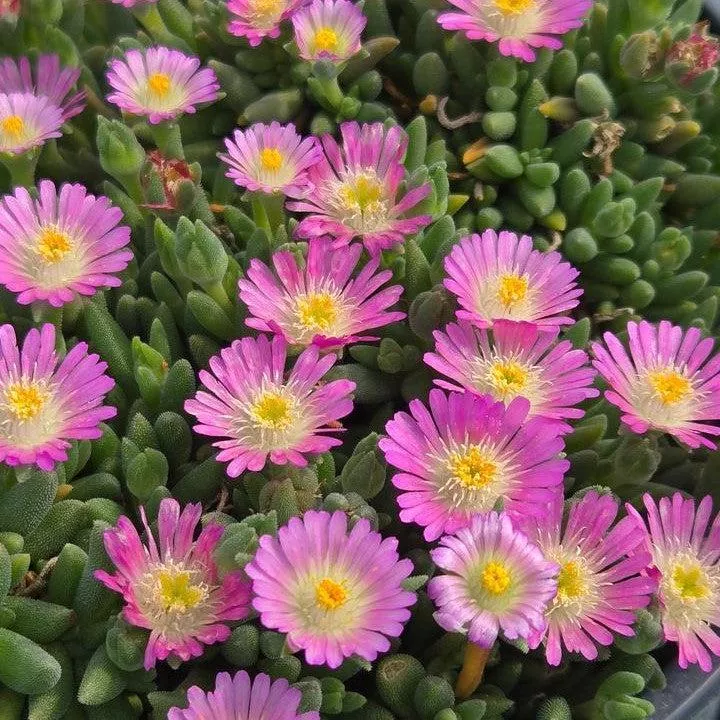 Delosperma cooperi 'Rose Quartz'- Jewel of Desert Rose Quartz Ice Plant