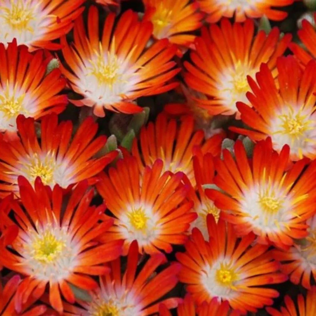 Delosperma Hot Cakes 'Pumpkin Perfection' Ppaf Iceplant 10 count flat of 4" pots
