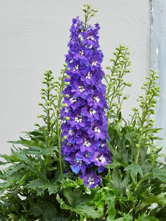 Delphinium Delgenius™ Glitzy- 2 Gallon