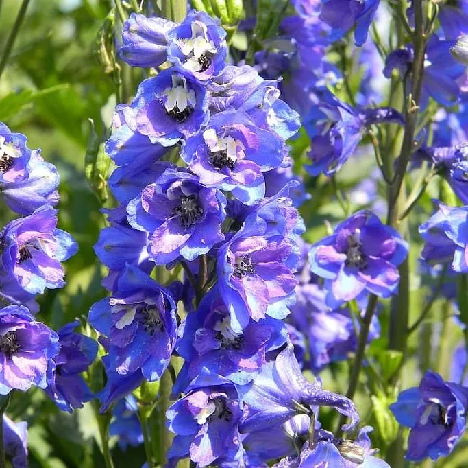 Delphinium elatum 'Guardian Blue'- Guardian Blue Delphinium