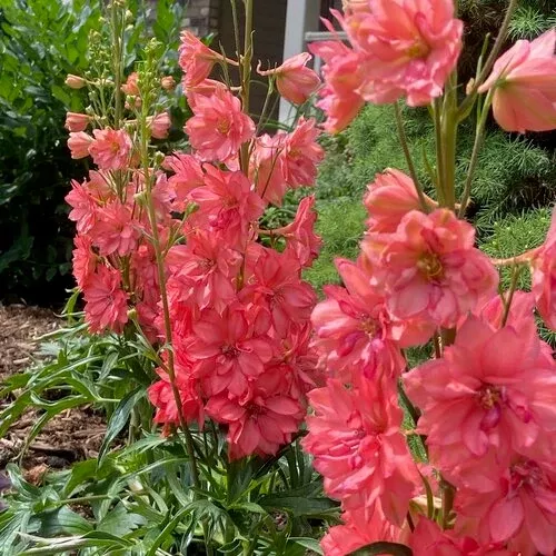 Delphinium Red Lark