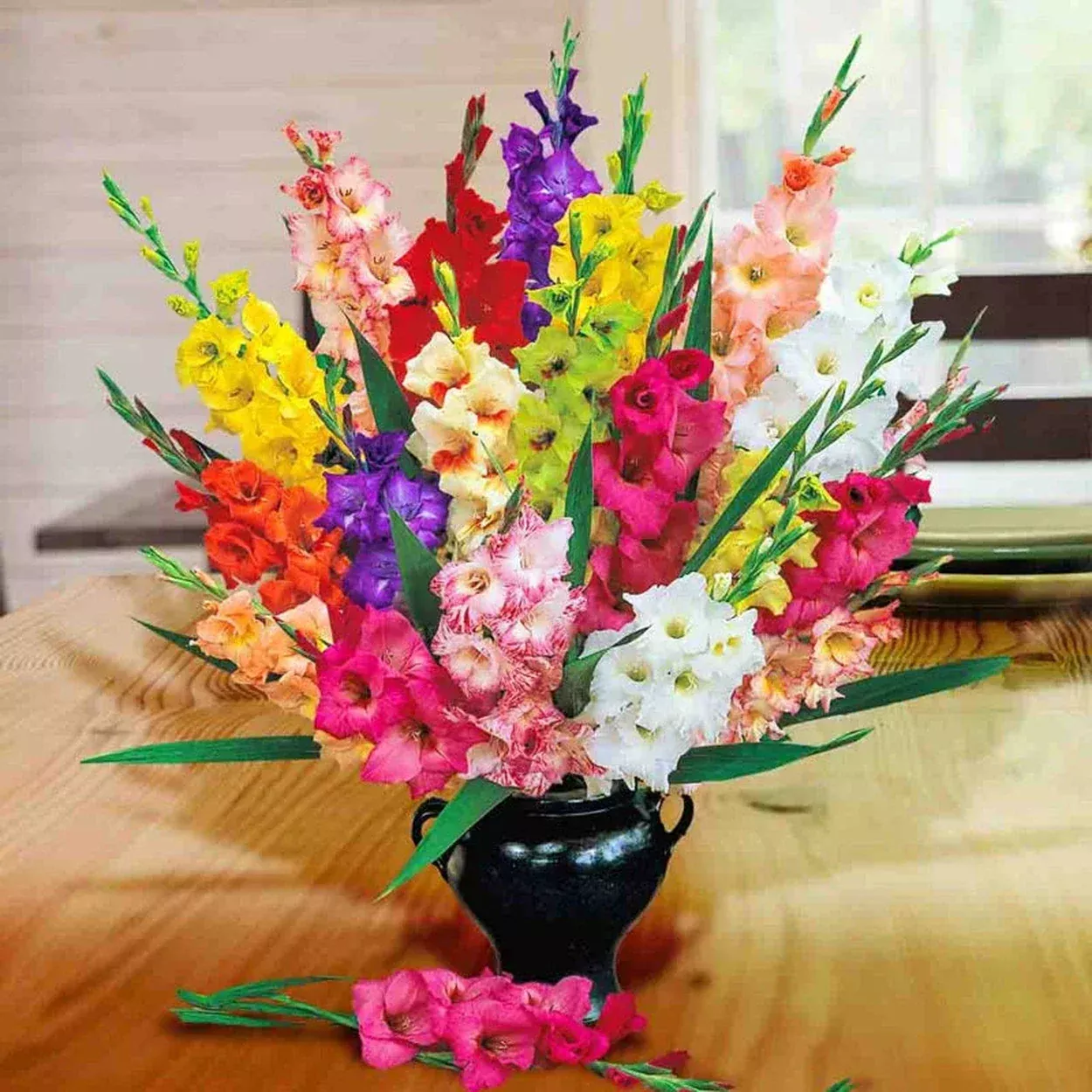 Deluxe Dutch Gladiolus Mixture