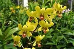 DEN. BURANA JADE YELLOW DEN01 ZONE 9+ TROPICAL