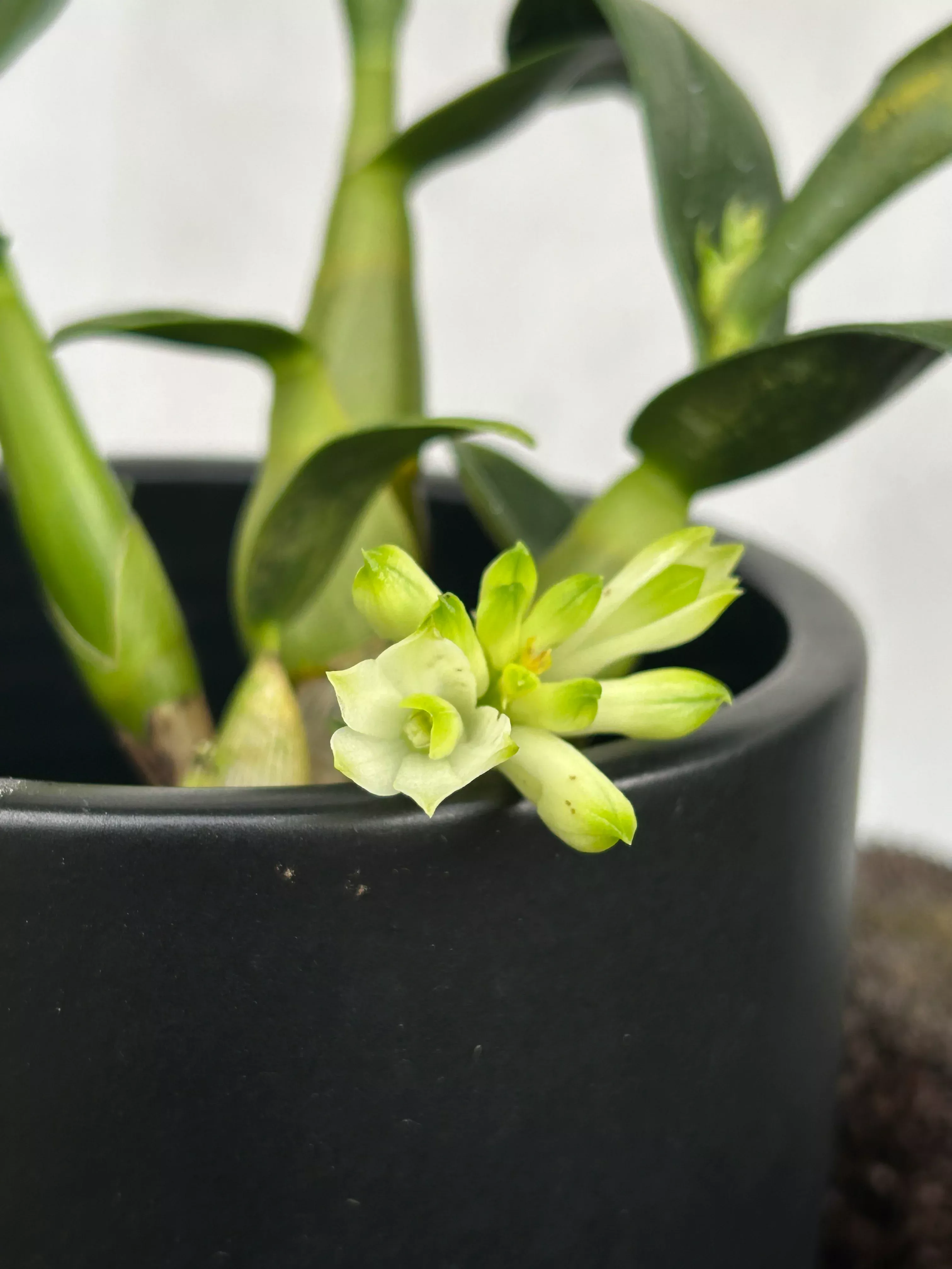 Den. Hsinying Smile 'Mont Blanc' (prasinum × smillieae)