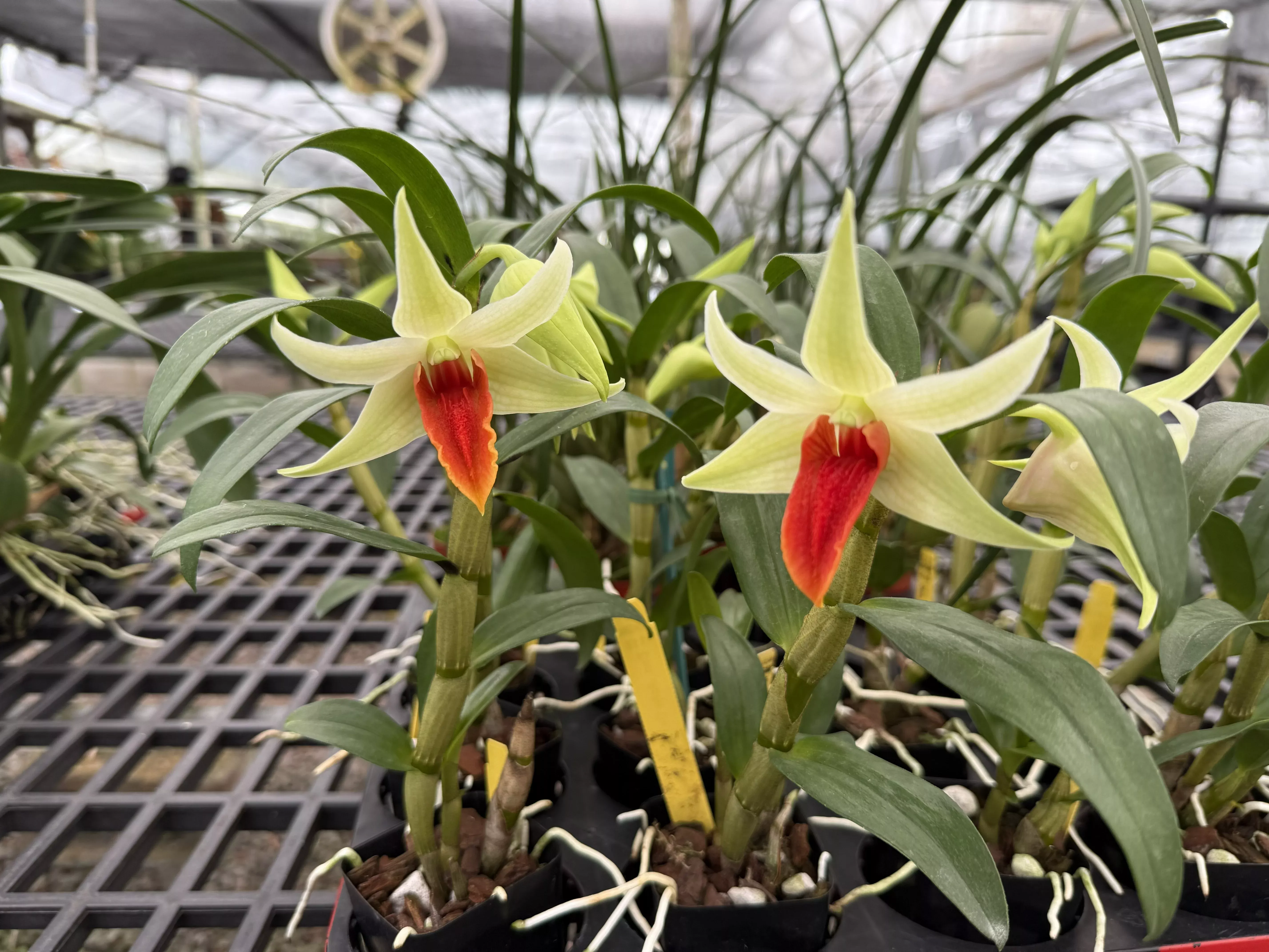 Den. Jiaho Delight 'Red Lip'