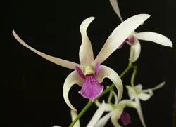DEN. MEESANG NIN DEN04 ZONE 9+ TROPICAL
