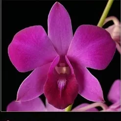 Den. Panjarat Pink Tropical Z 9+