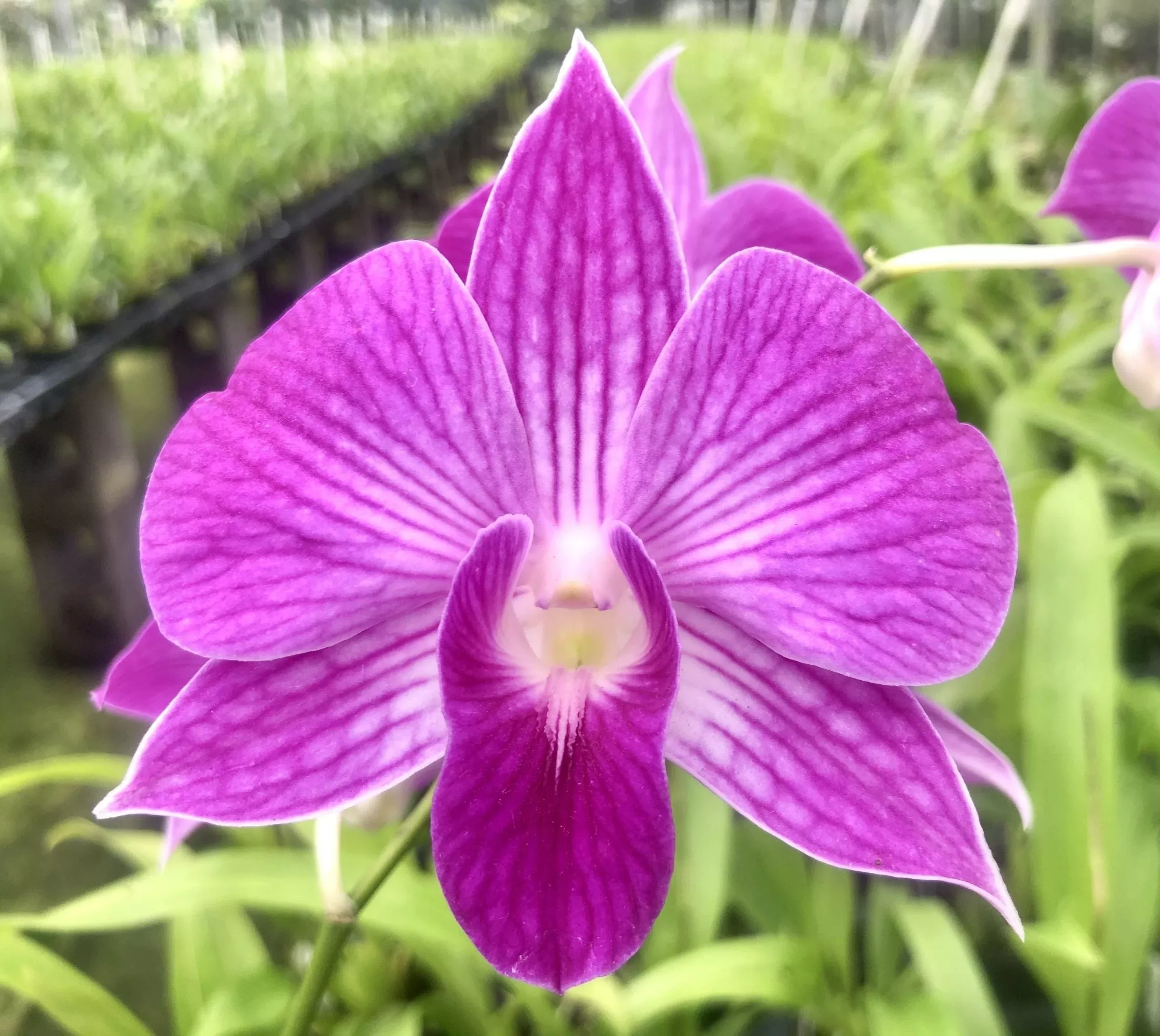 Den. Peter Shen x Nida 'Stripes'