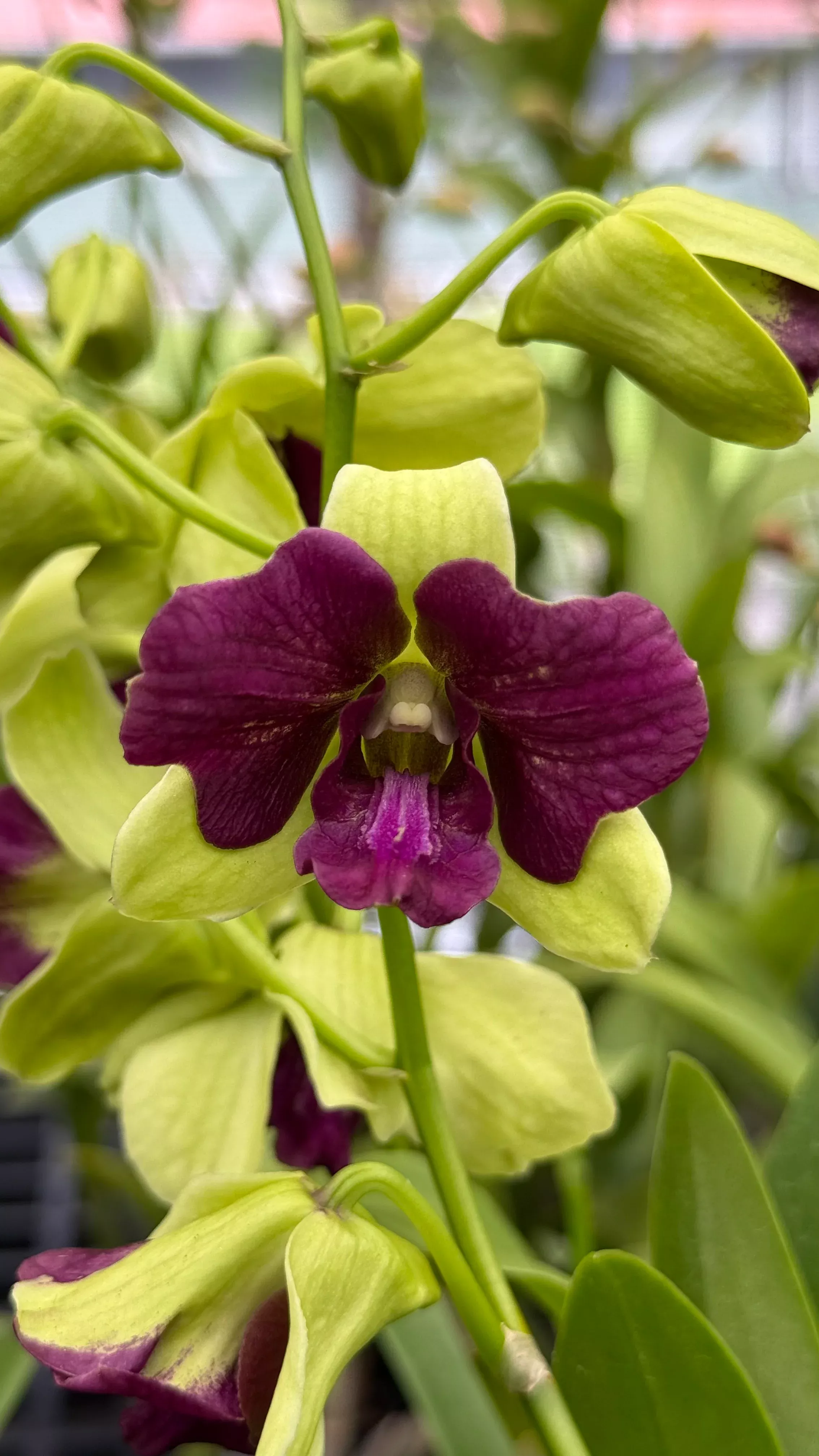 Den. Red Butterfly