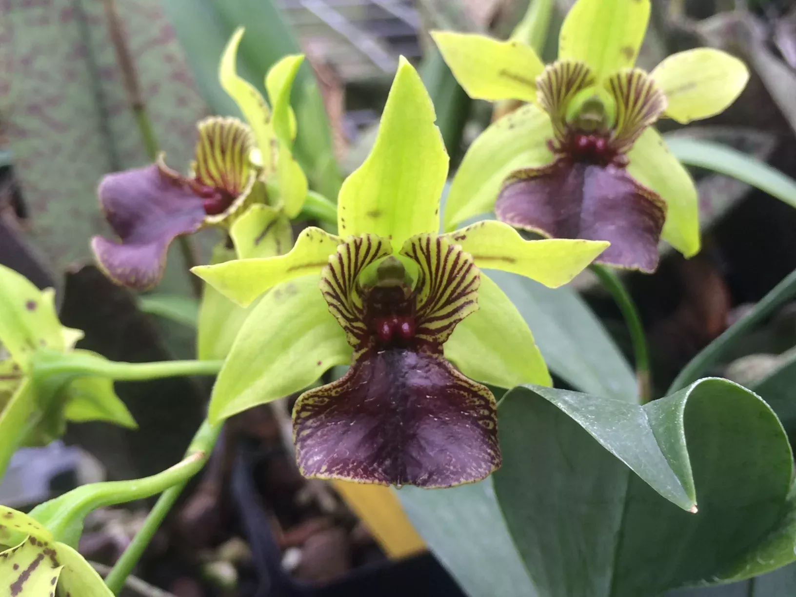Dendrobium Little Green Apples