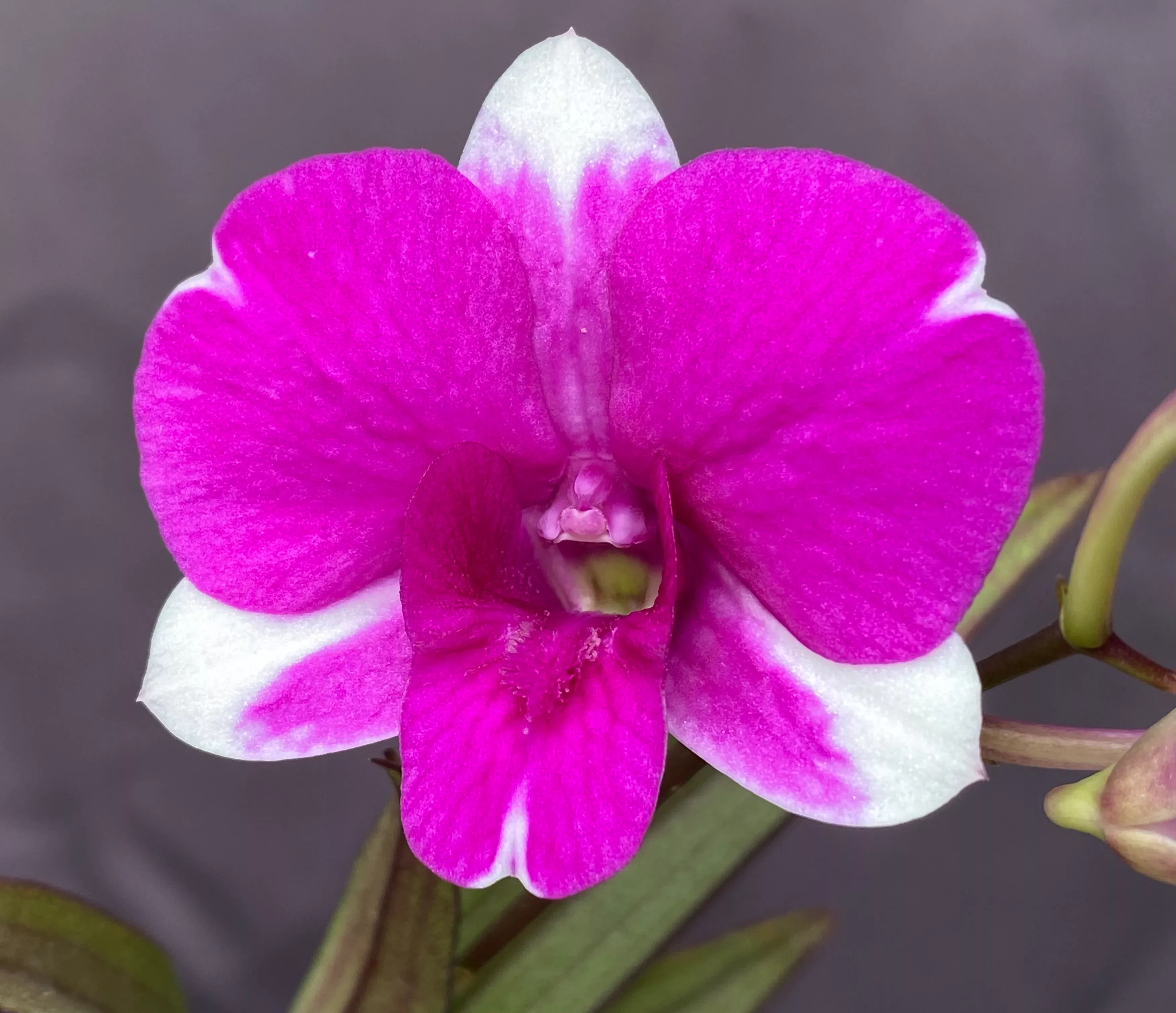 Dendrobium Mini Red Star