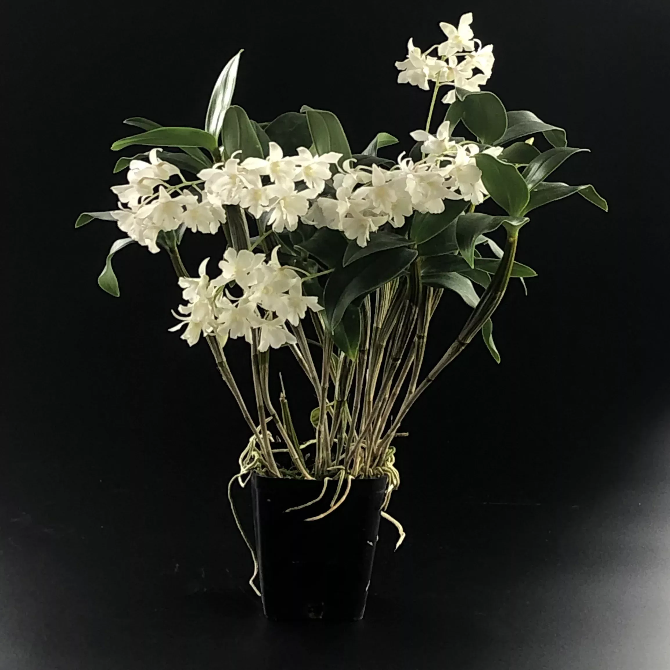 Dendrobium Mini Snowflake (aberrans x johnsoniae)
