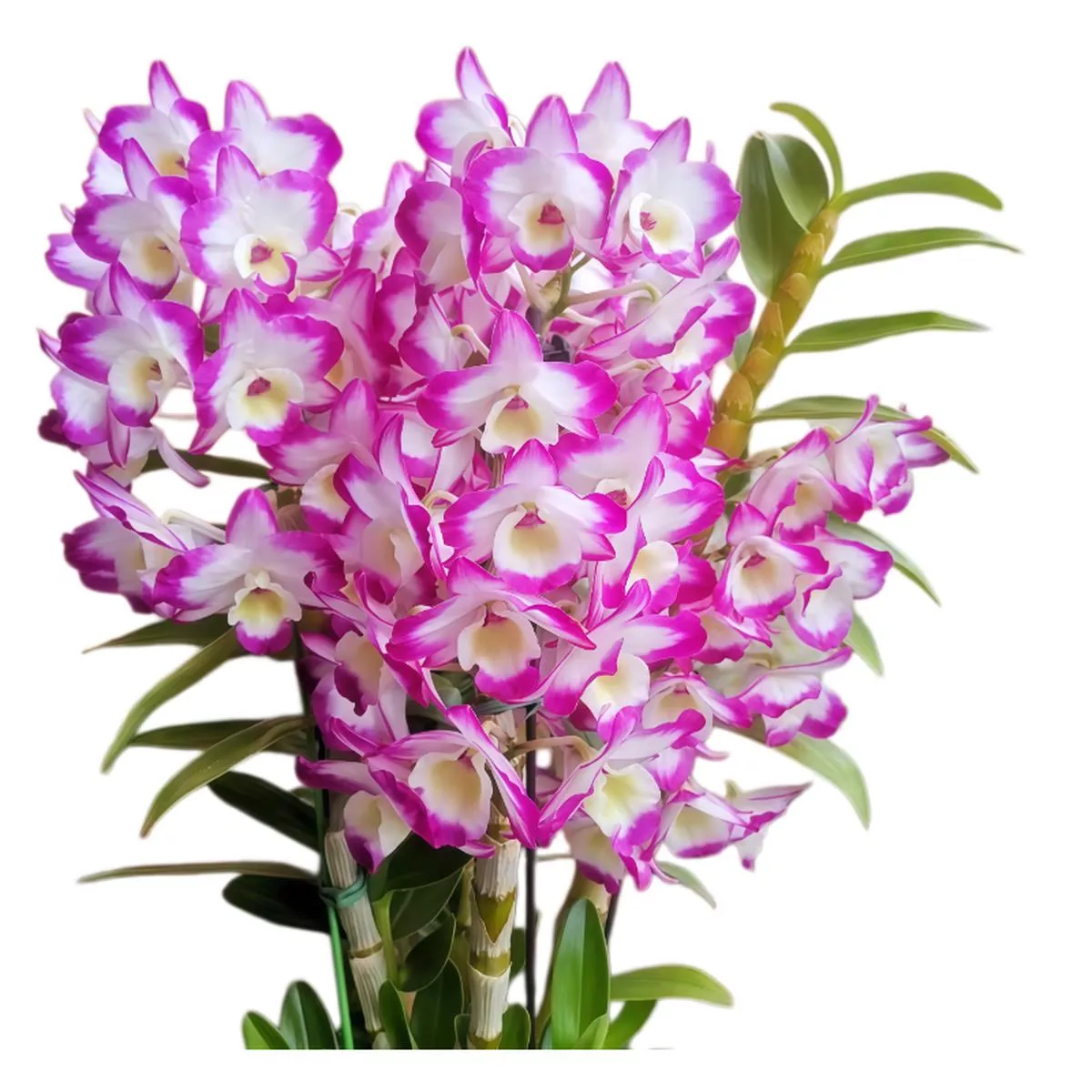 Dendrobium Orchid – Spring