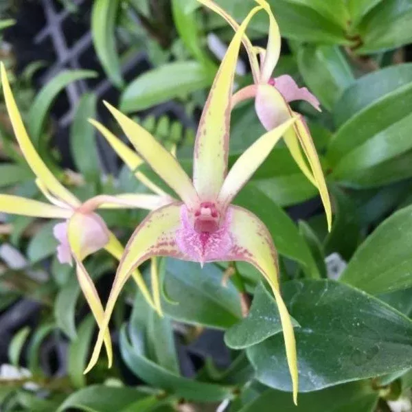 Dendrobium Regal Gilleston 'SVO' x Warrior 'Jordan'