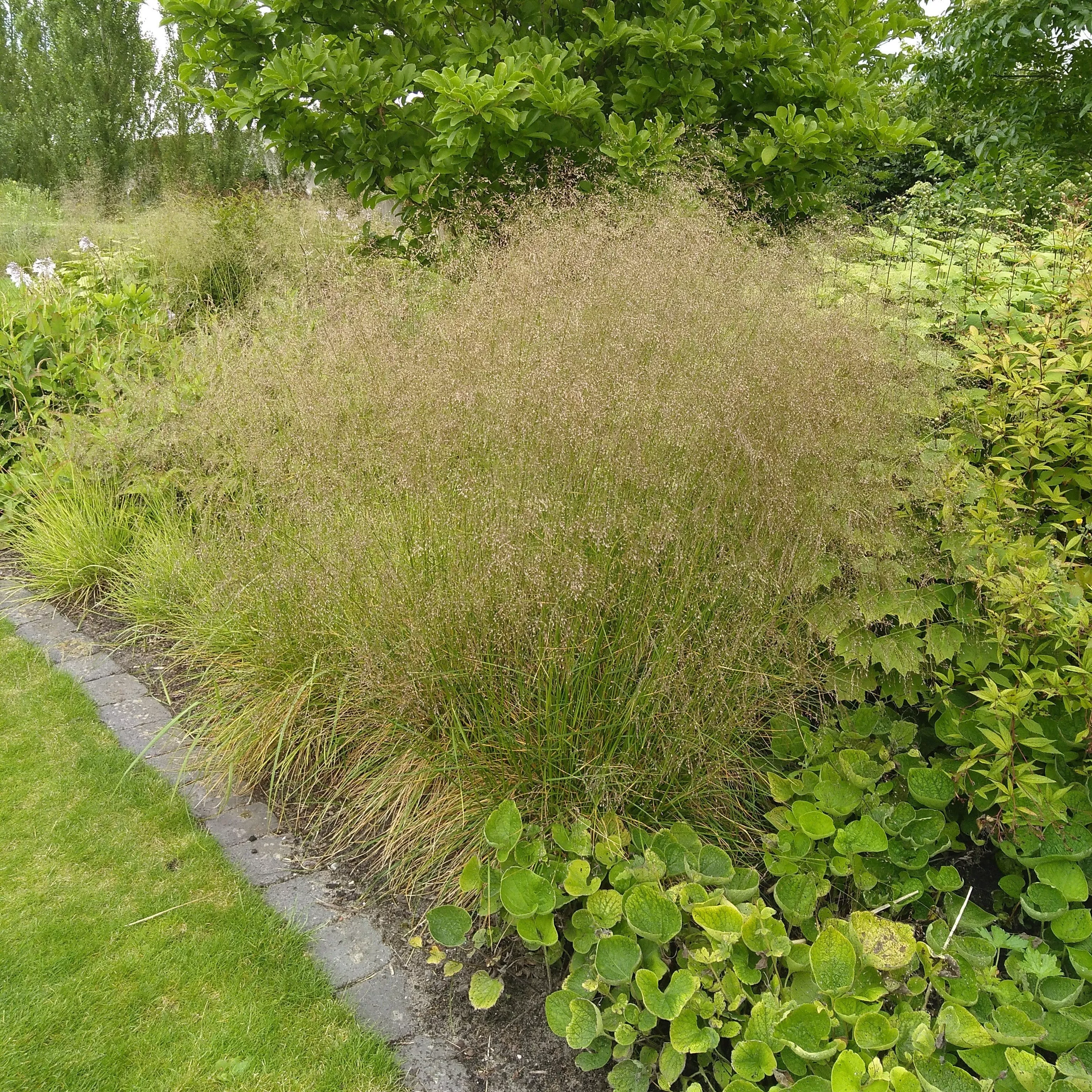 Deschampsia cespitosa 'Goldtau'- Golden Dew Tufted Hair Grass
