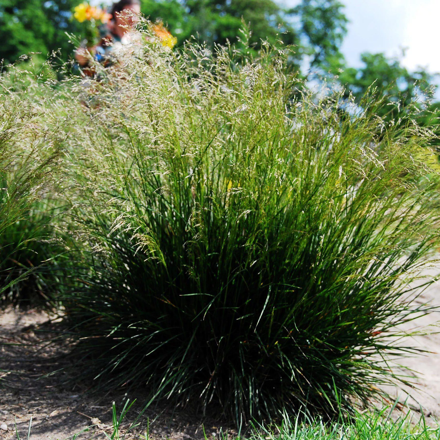 Deschampsia cespitosa- Tufted Hairgrass